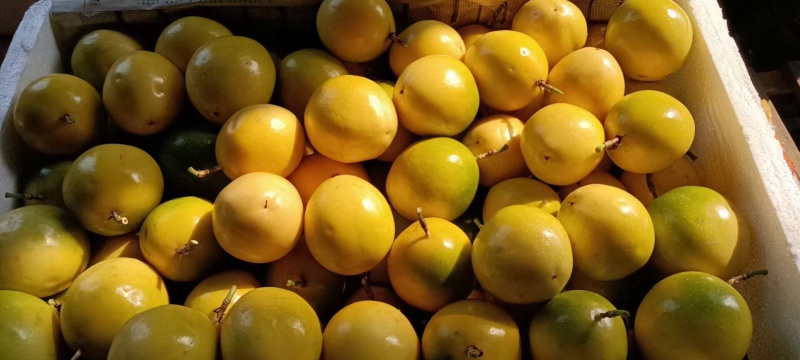 海南百香果小黄金芭乐味蜂蜜味➕钦蜜9号代办市场
