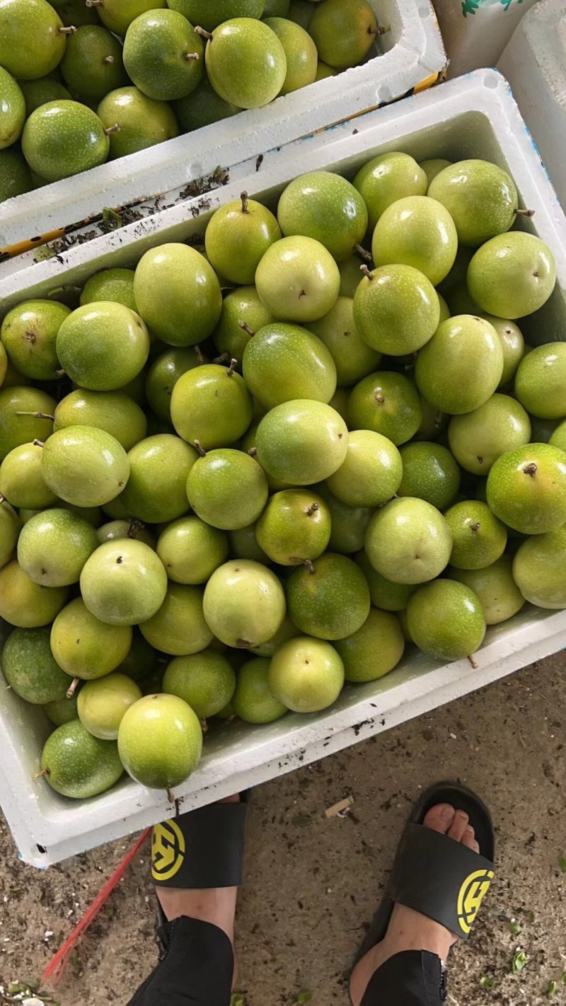 海南百香果小黄金芭乐味蜂蜜味➕钦蜜9号代办市场