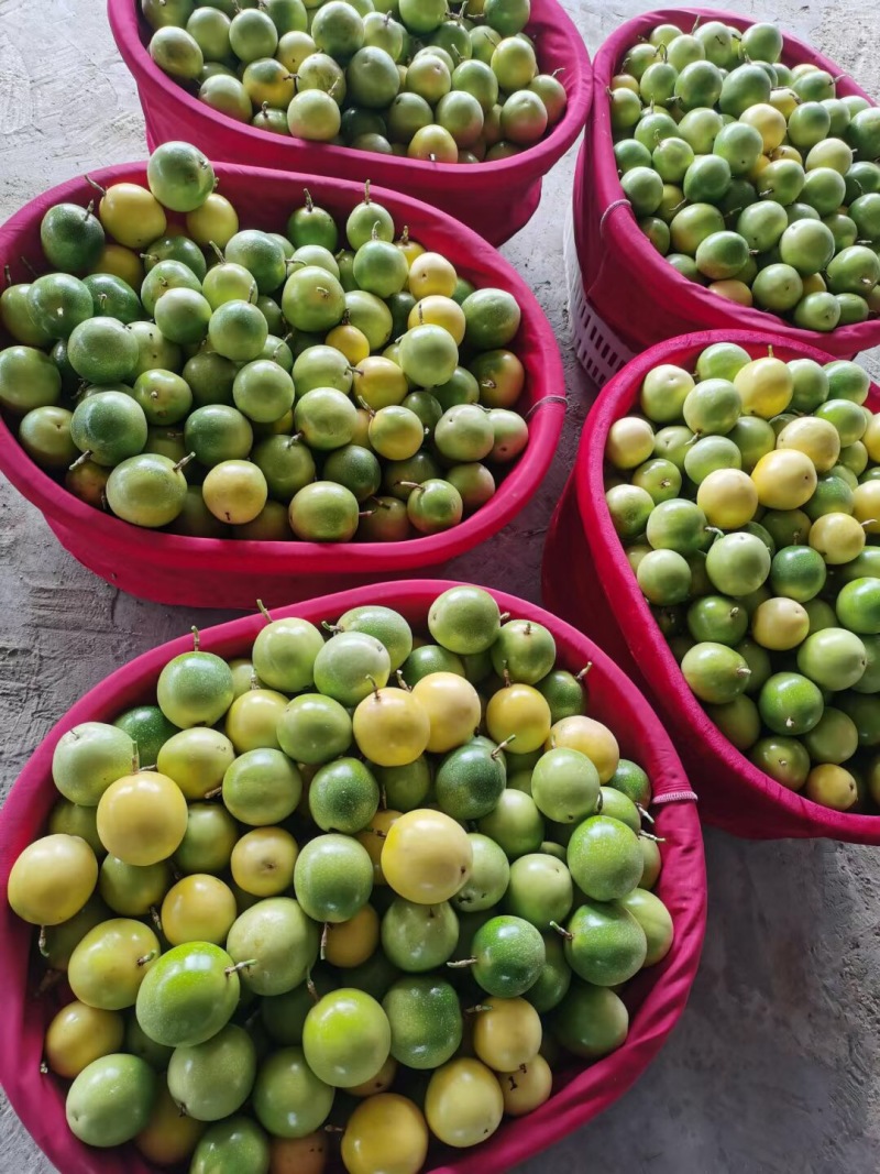 海南百香果小黄金芭乐味蜂蜜味➕钦蜜9号代办市场