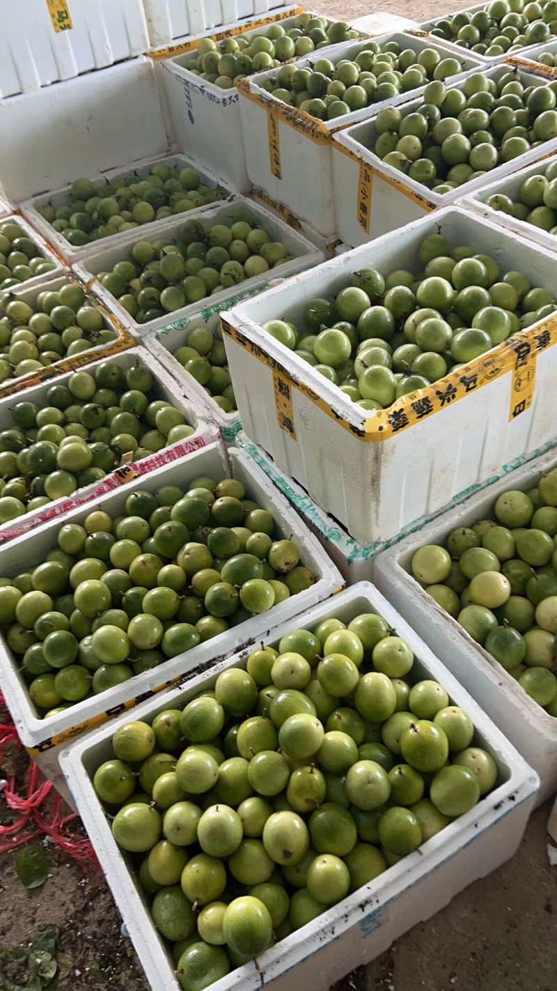 海南百香果小黄金芭乐味蜂蜜味➕钦蜜9号代办市场