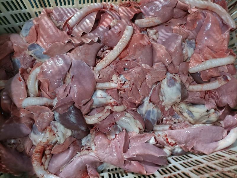 内蒙古锡林郭勒草原大羊心肺，无水干货。羊杂餐馆好用。