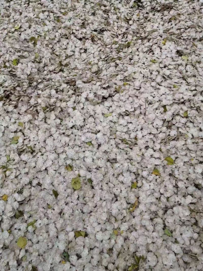 精品金叶榆种子，一手货源，高成活率。诚信经营