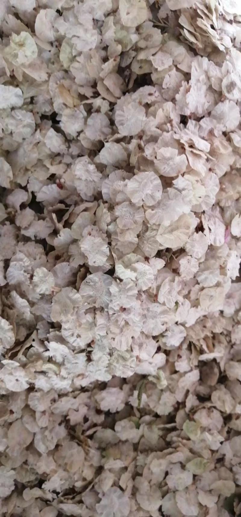 精品金叶榆种子，一手货源，高成活率。诚信经营