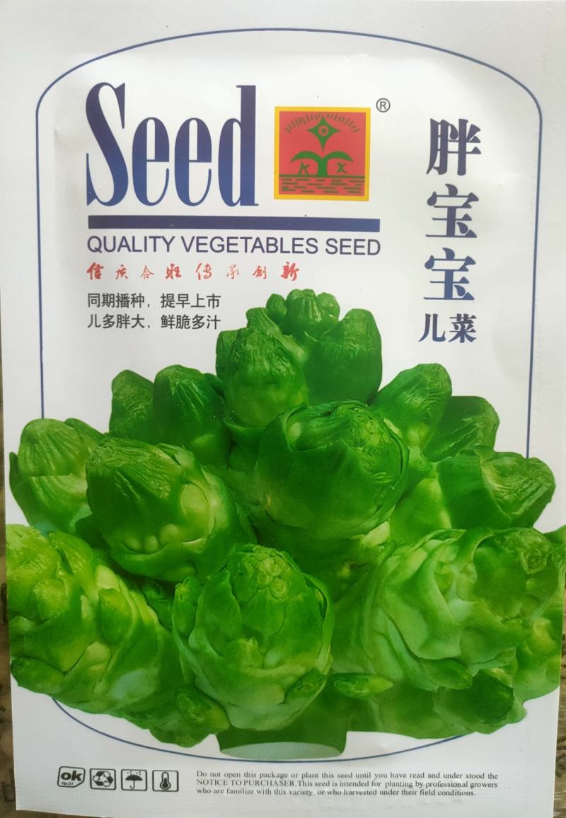 丁家儿菜种子早熟儿菜种子抱子芥种子早熟中心柱大