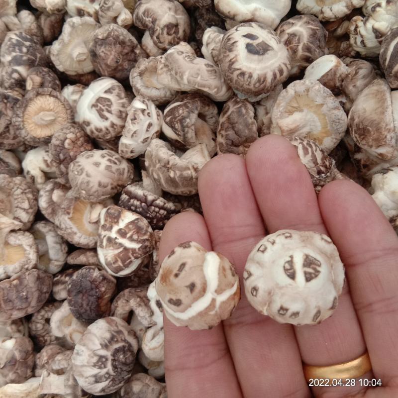批发剪脚烘干白花菇