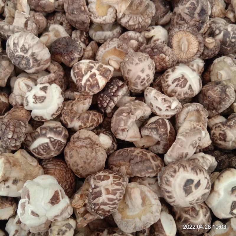 批发剪脚烘干白花菇