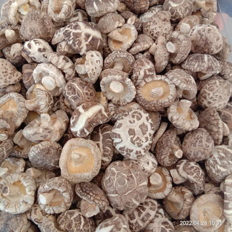 批发剪脚烘干白花菇