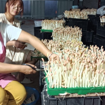 雨旺种植专业合作社芽苗菜，供全国用货。