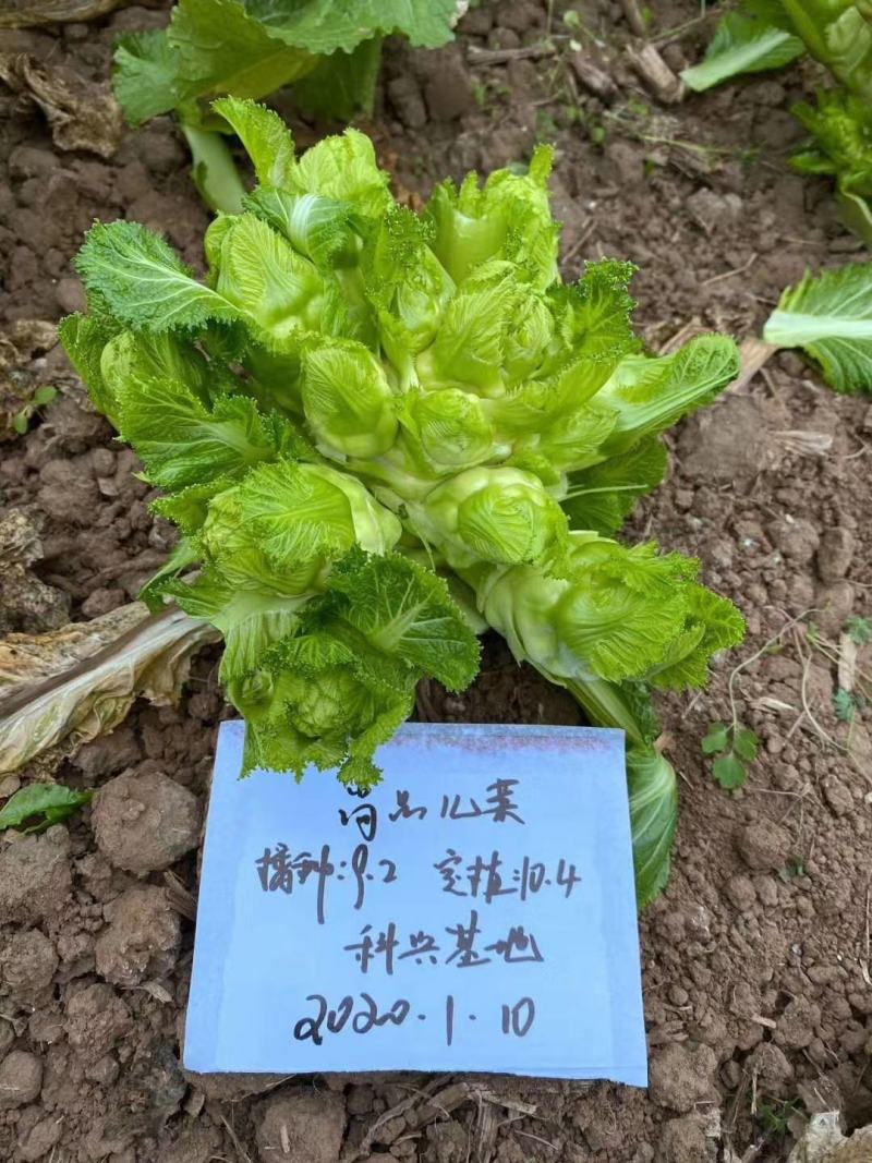 丁家儿菜种子早熟儿菜种子抱子芥种子早熟中心柱大