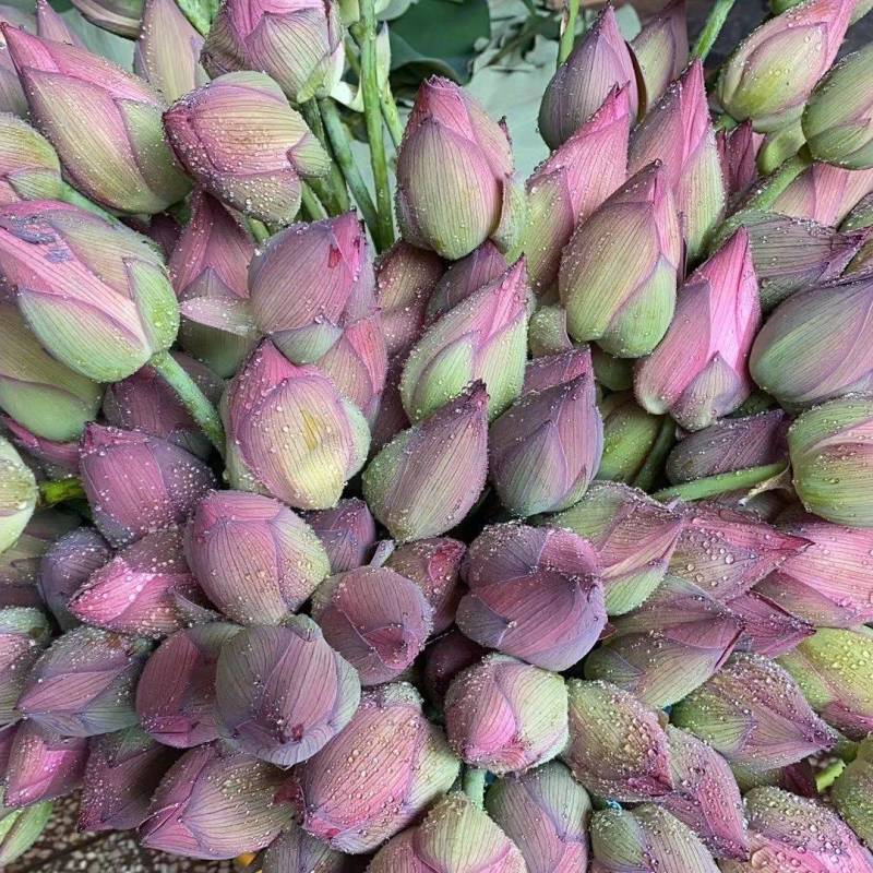 荷花鲜花莲花湖南花卉观赏食用鲜花现采现卖快递空运量大优惠