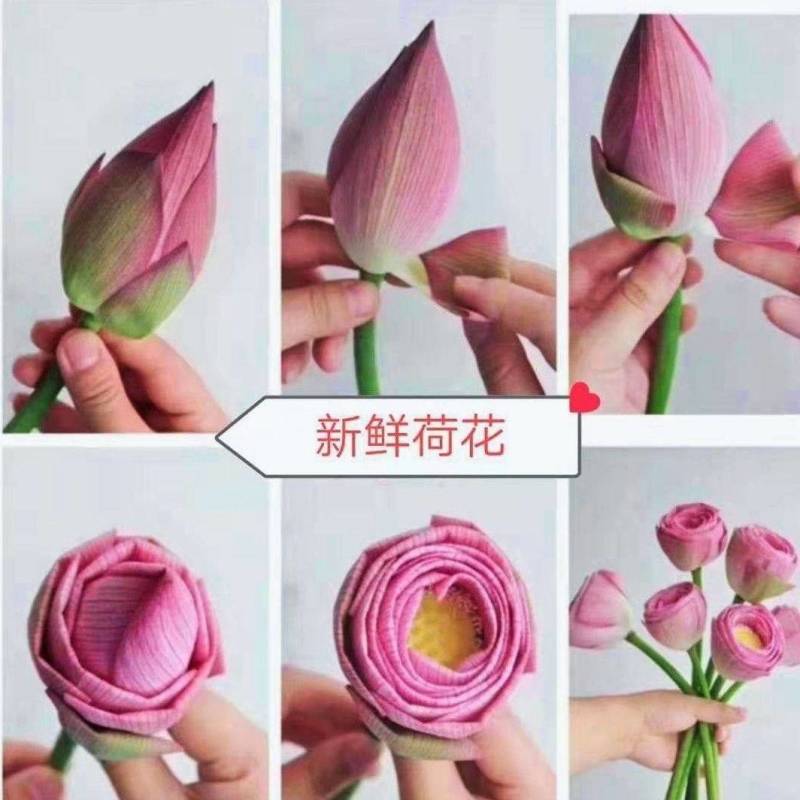 荷花鲜花莲花湖南花卉观赏食用鲜花现采现卖快递空运量大优惠