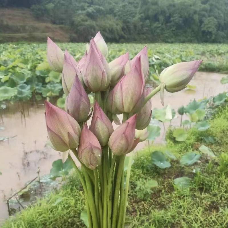 荷花鲜花莲花湖南花卉观赏食用鲜花现采现卖快递空运量大优惠