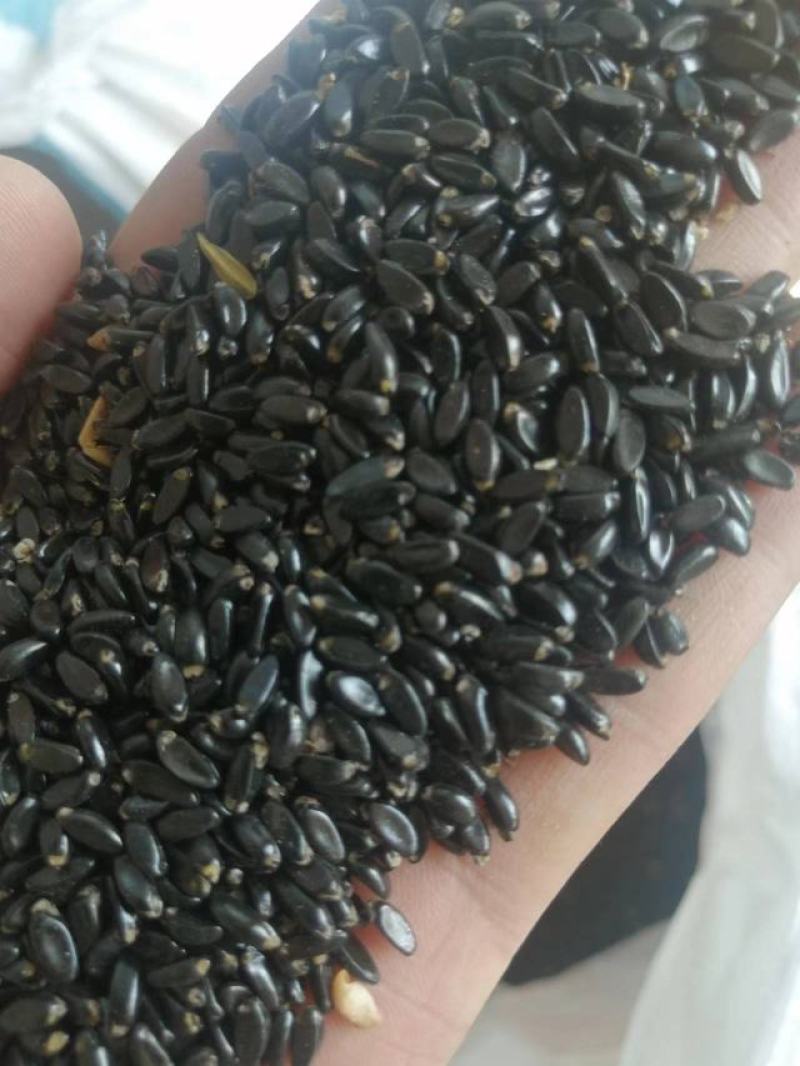 精品黄杨种子，小叶黄杨，一手货源，成活率高。