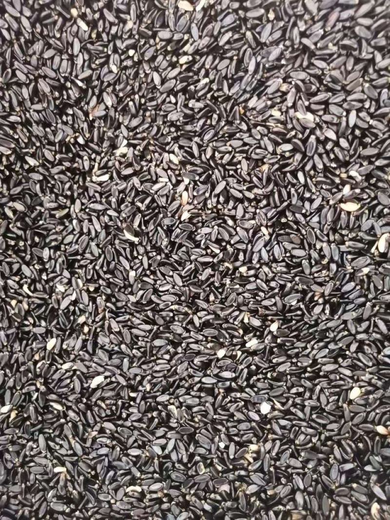 精品黄杨种子，小叶黄杨，一手货源，成活率高。