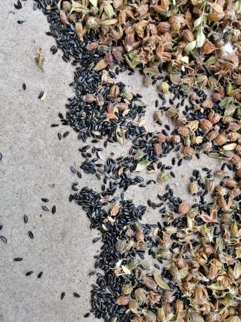精品黄杨种子，小叶黄杨，一手货源，成活率高。
