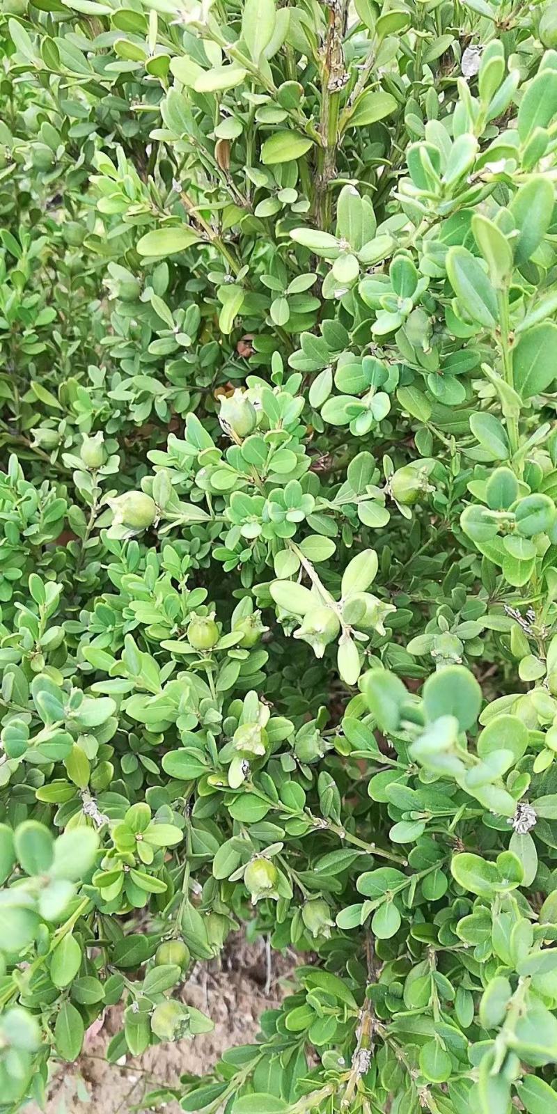 精品黄杨种子，小叶黄杨，一手货源，成活率高。