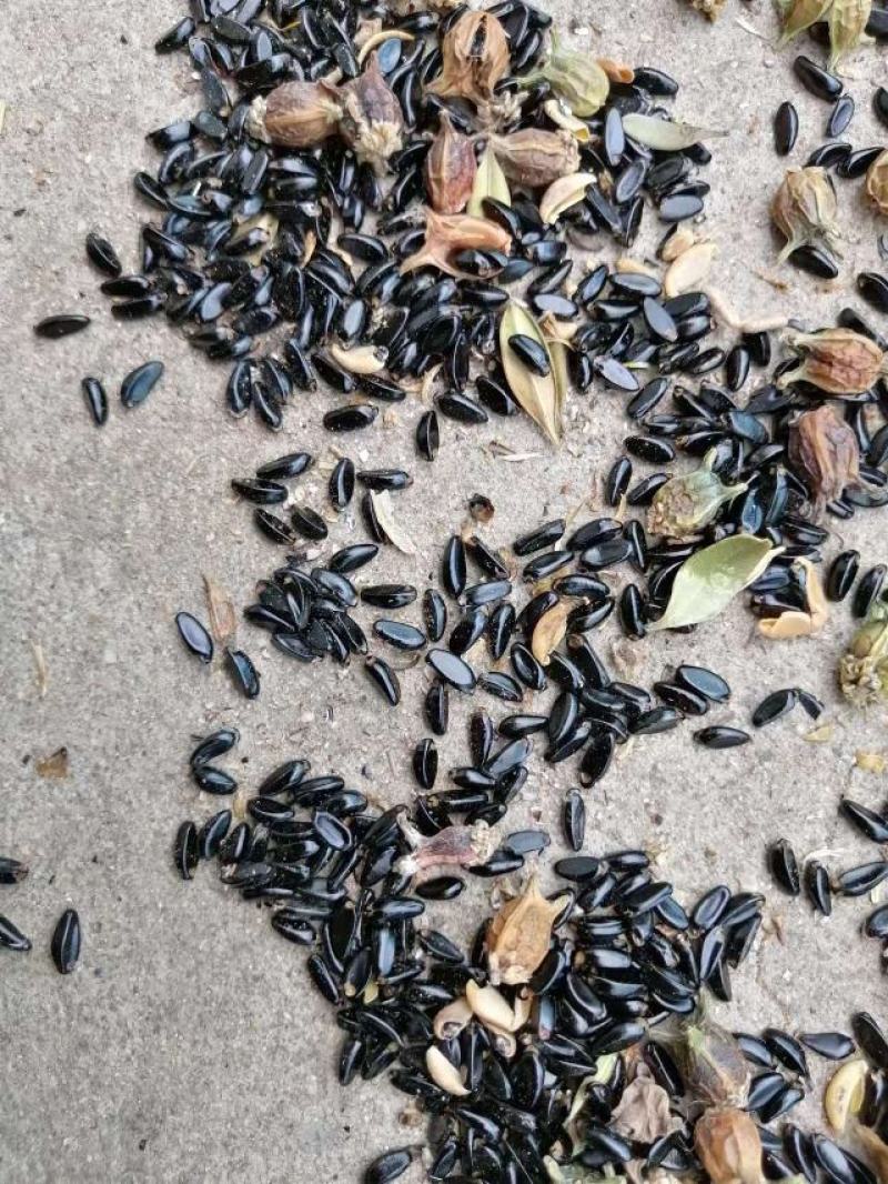精品黄杨种子，小叶黄杨，一手货源，成活率高。
