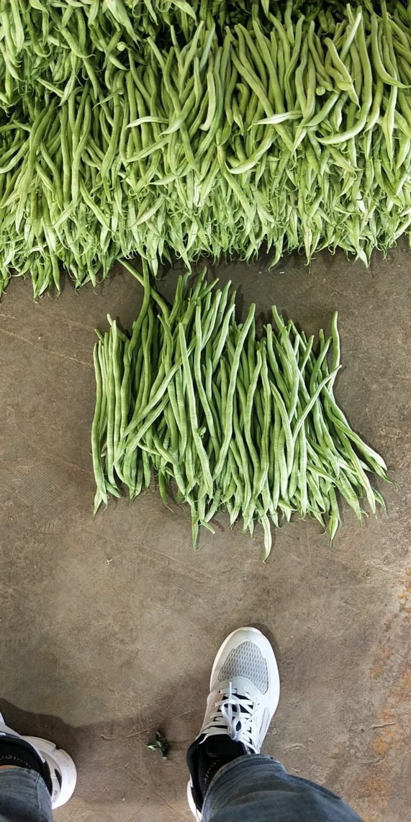 甘肃精品豆王