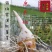 2022年新鲜现挖江西上饶铅山红芽芋泥芋艿软糯香甜
