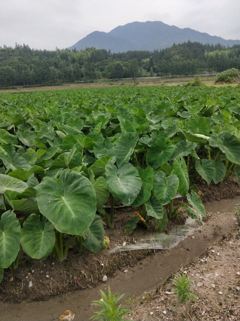 2022年新鲜现挖江西上饶铅山红芽芋泥芋艿软糯香甜