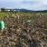 2022年新鲜现挖江西上饶铅山红芽芋泥芋艿软糯香甜