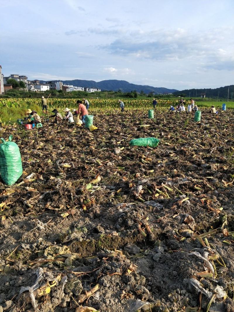 2022年新鲜现挖江西上饶铅山红芽芋泥芋艿软糯香甜