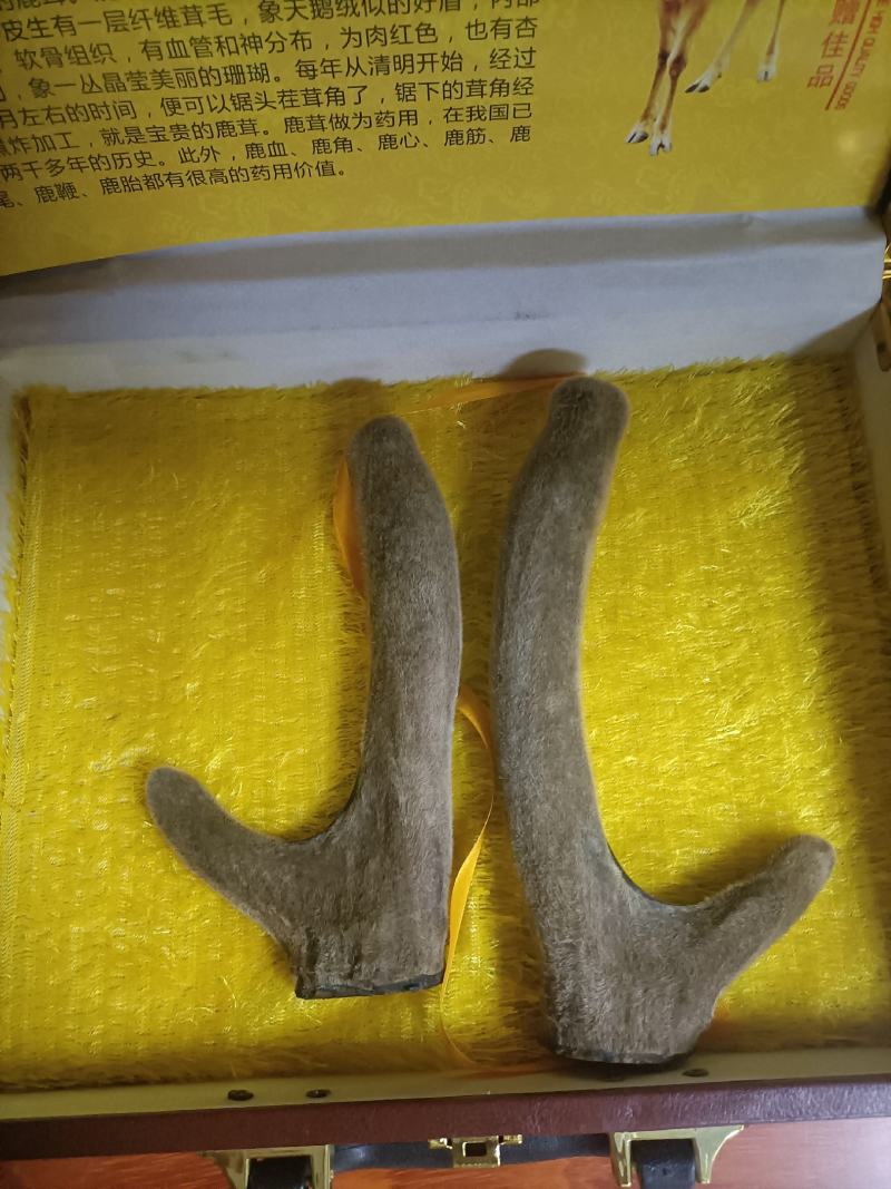 鹿茸，干鹿茸，鹿茸！干鹿茸！头茬干鹿茸！二杠！