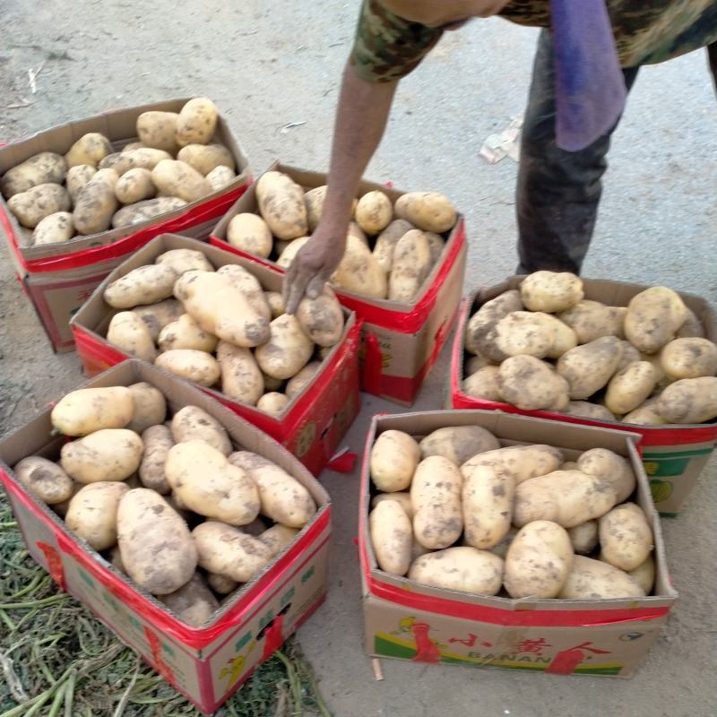 泰安范镇土豆基地荷兰十五