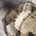 鳖甲生鳖甲干净无肉统货鳖甲新货鳖甲