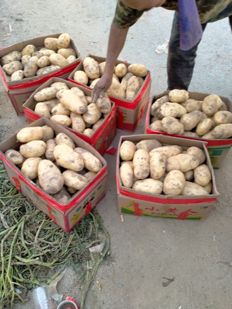 泰安范镇土豆基地荷兰十五