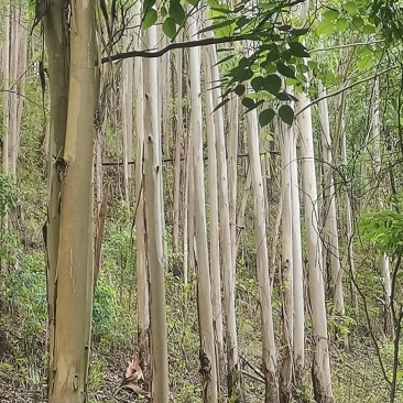 桉树