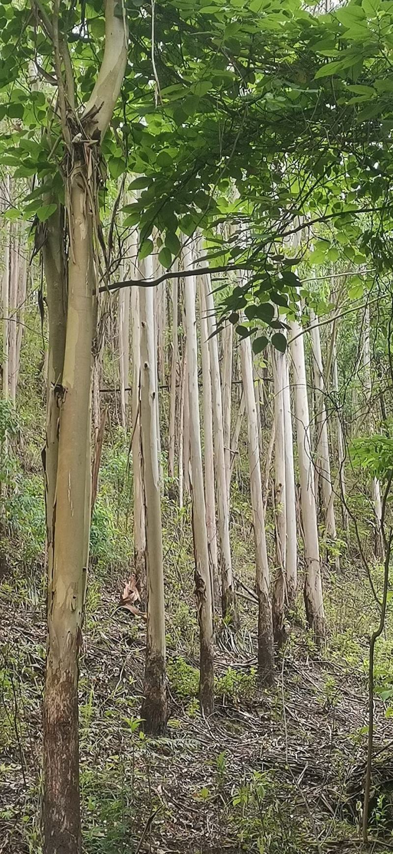 桉树