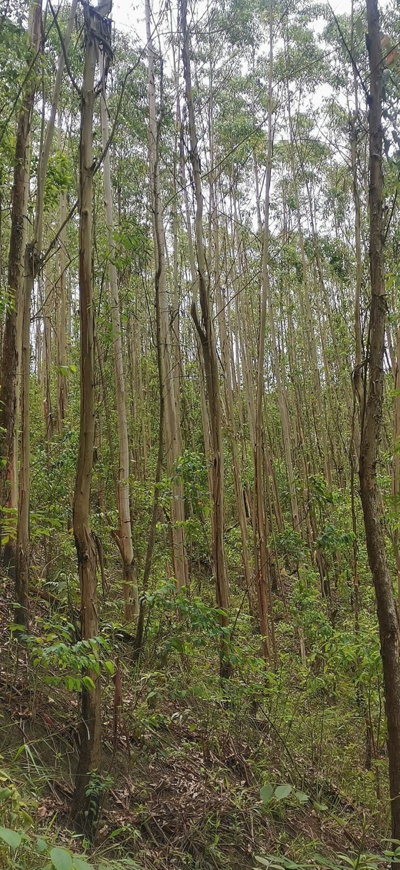 桉树