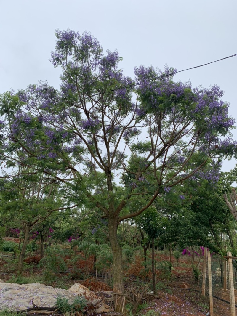 蓝花楹