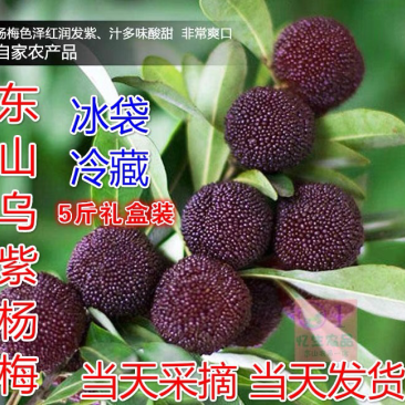 苏州东山乌紫杨梅不催熟不打药
