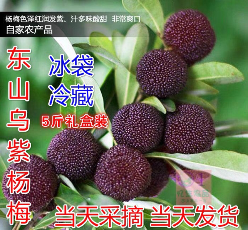苏州东山乌紫杨梅不催熟不打药