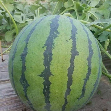 山东京欣西瓜5月20大量上市口感脆甜欢迎电联视频看货