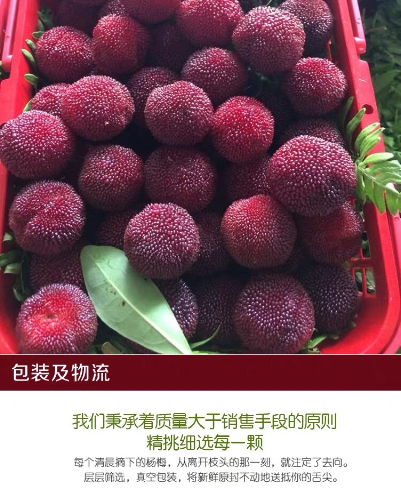 苏州东山乌紫杨梅不催熟不打药