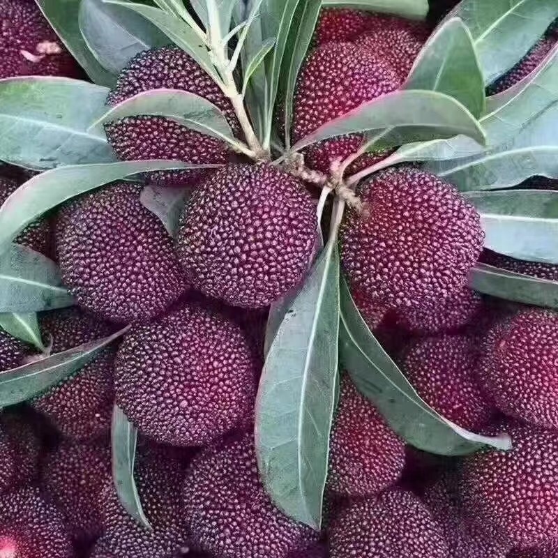 苏州东山乌紫杨梅不催熟不打药