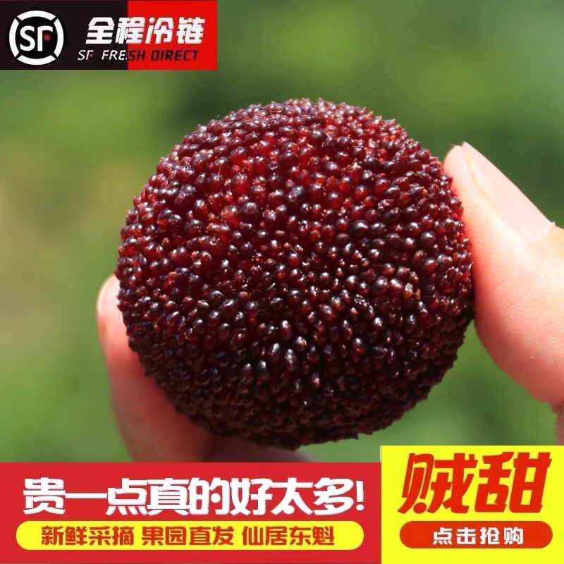 苏州东山乌紫杨梅不催熟不打药
