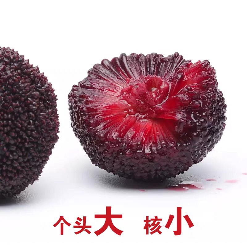 苏州东山乌紫杨梅不催熟不打药