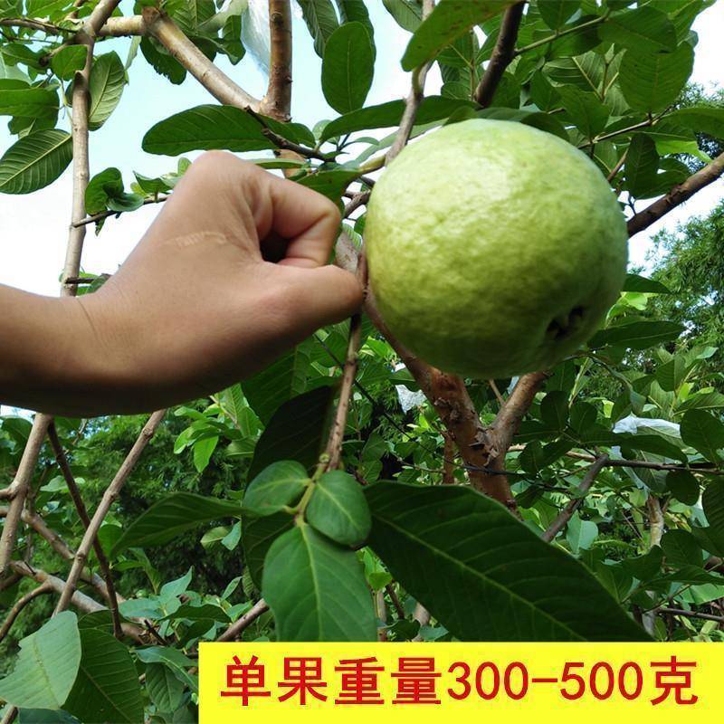 嫁接番石榴苗红心珍珠芭乐苗白肉番石榴树苗盆栽南方种植当年