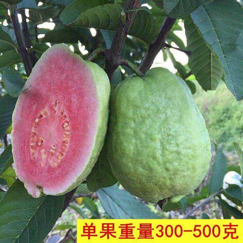 嫁接番石榴苗红心珍珠芭乐苗白肉番石榴树苗盆栽南方种植当年