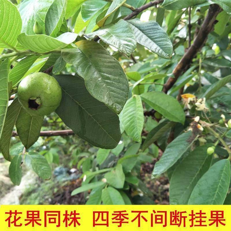 嫁接番石榴苗红心珍珠芭乐苗白肉番石榴树苗盆栽南方种植当年
