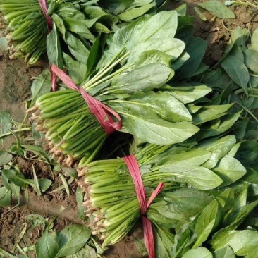 菠菜