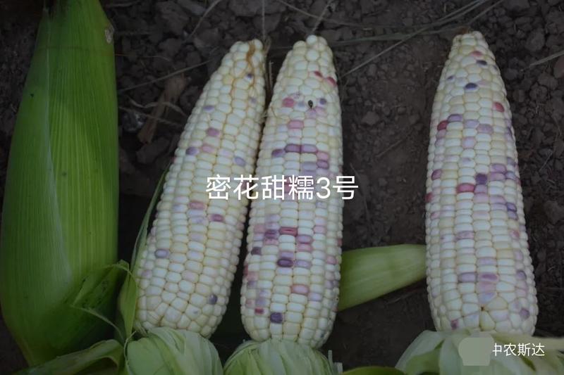 中农斯达密花甜糯3号彩甜糯玉米种子基地大棒甜加糯玉米种