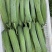 自家蔬菜大棚种植基地基地货品新鲜质量保证走车价0.9