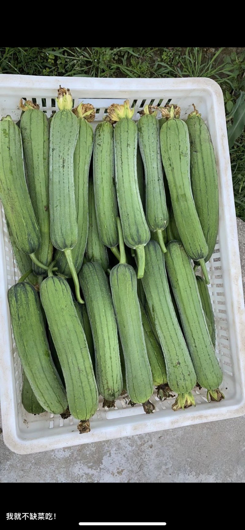 自家蔬菜大棚种植基地基地货品新鲜质量保证走车价0.9