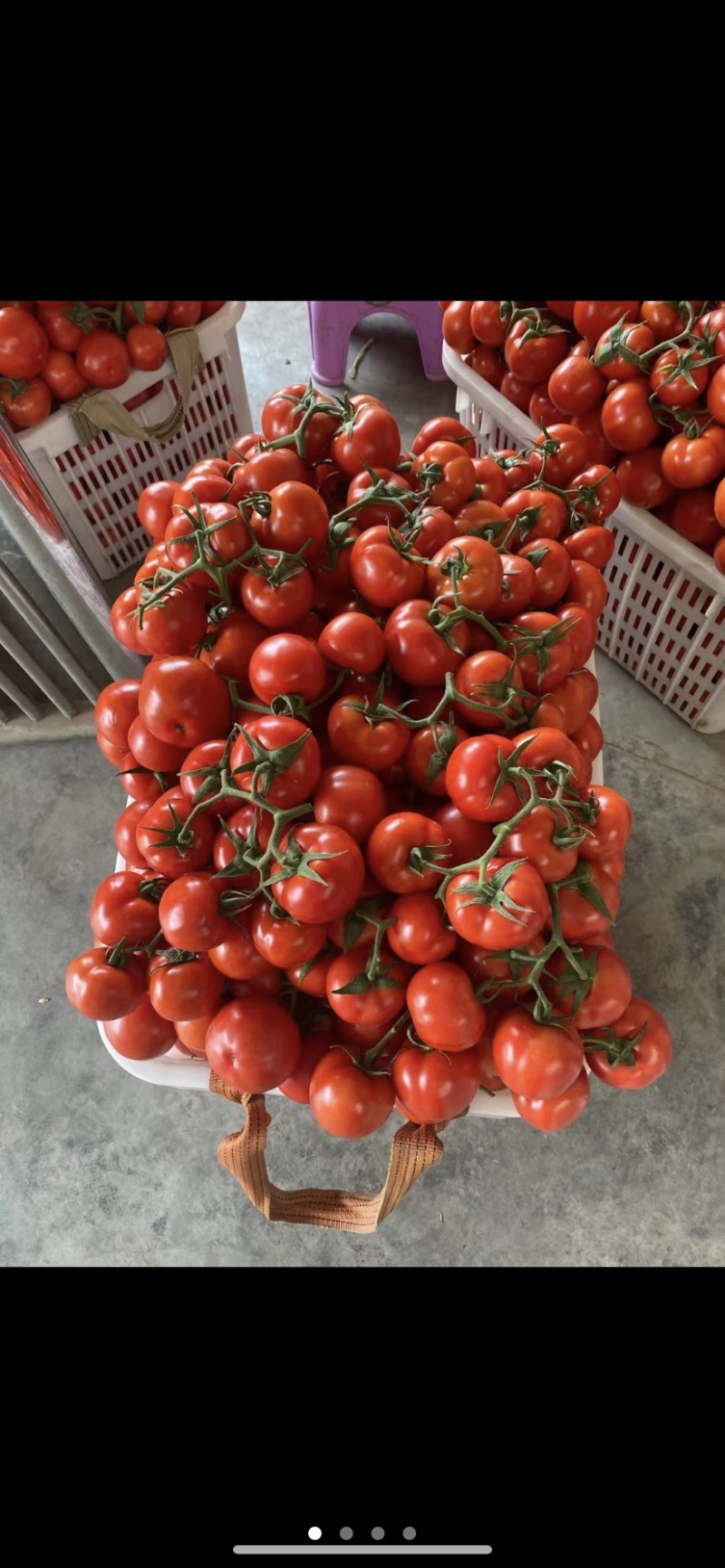 自家蔬菜大棚种植基地基地货品新鲜质量保证走车价0.9