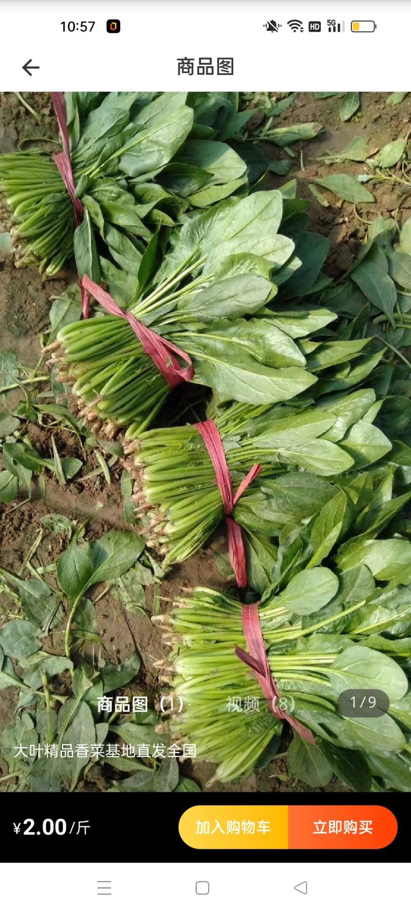 菠菜